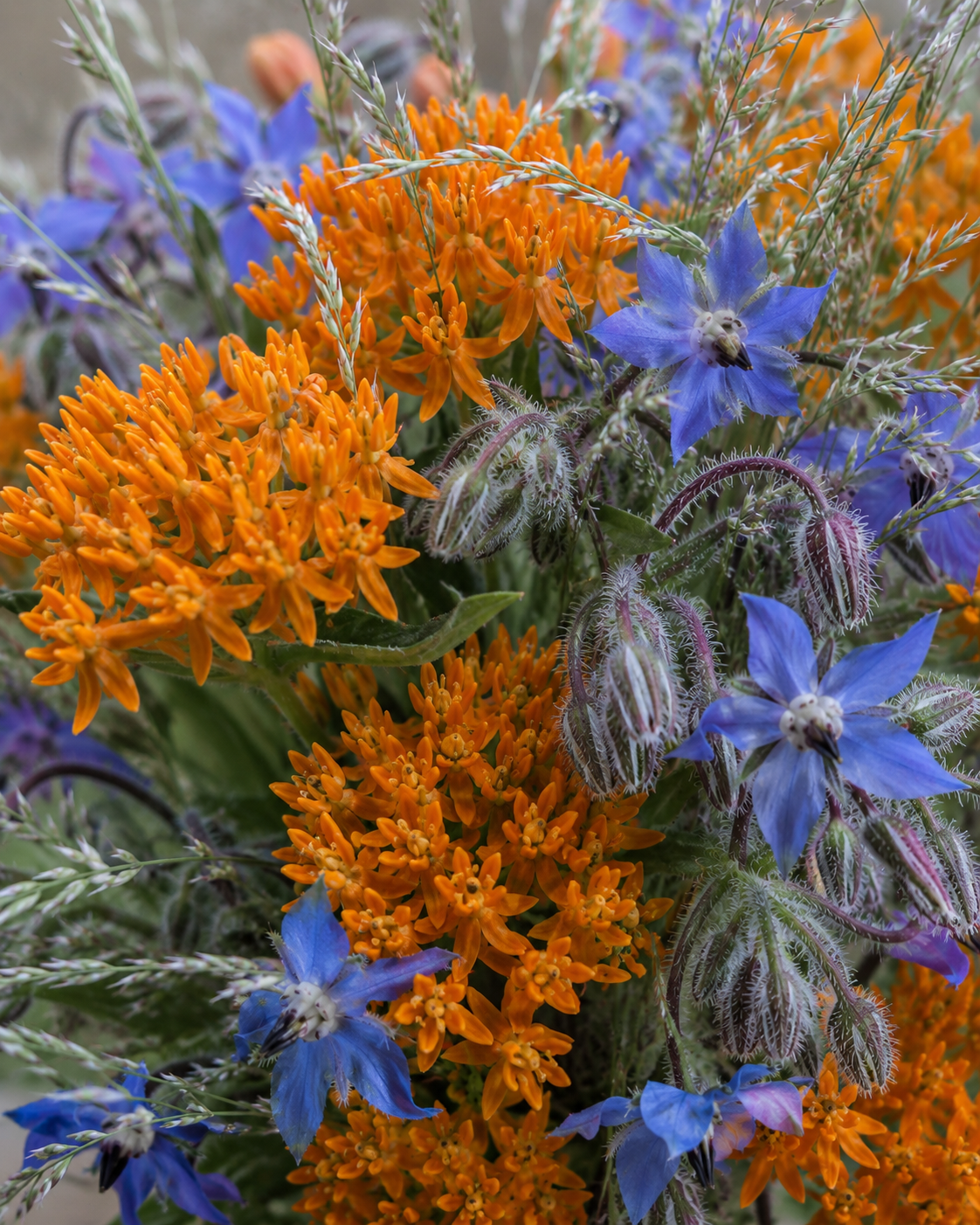 Bloom Blip: Pollinator Pasture