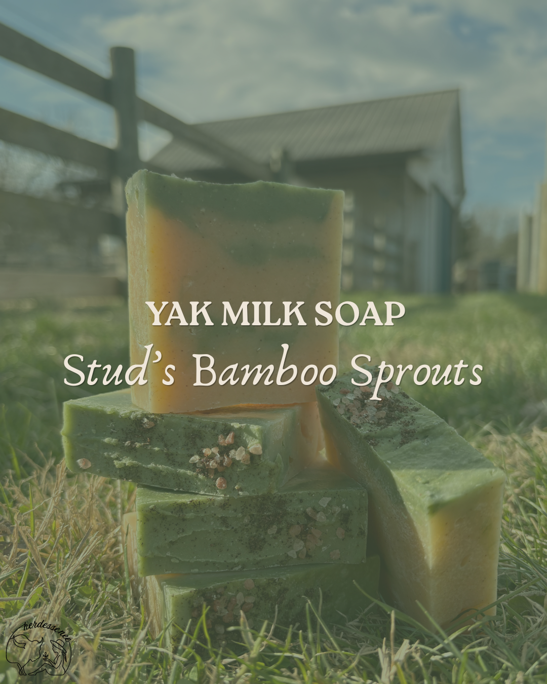 Stud's Bamboo Shoots